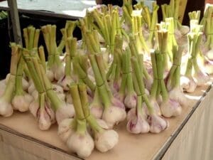 French garlic