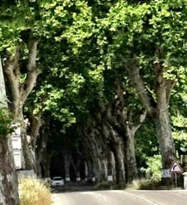Van Gogh's Trail