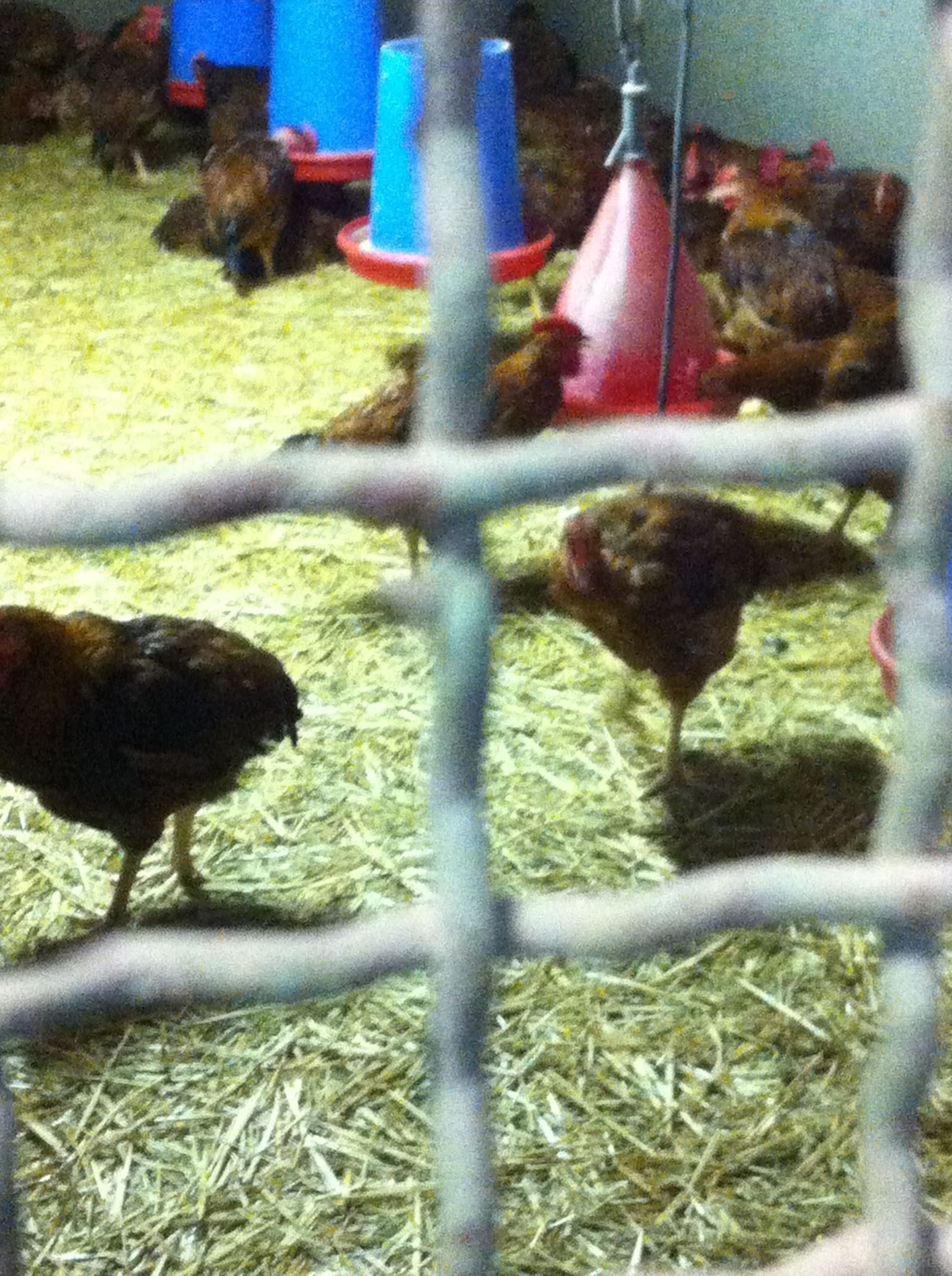 chickens