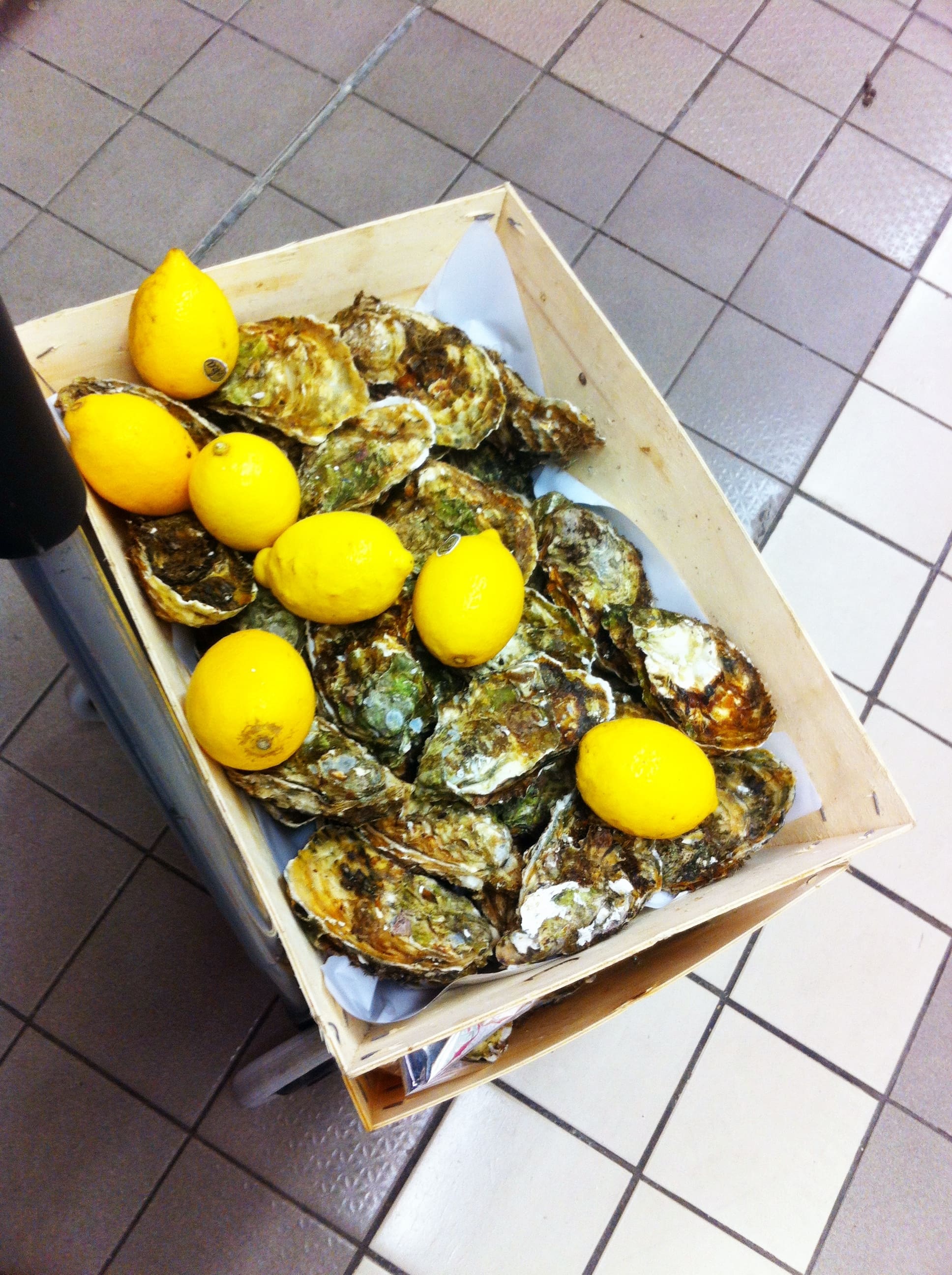 oysters 