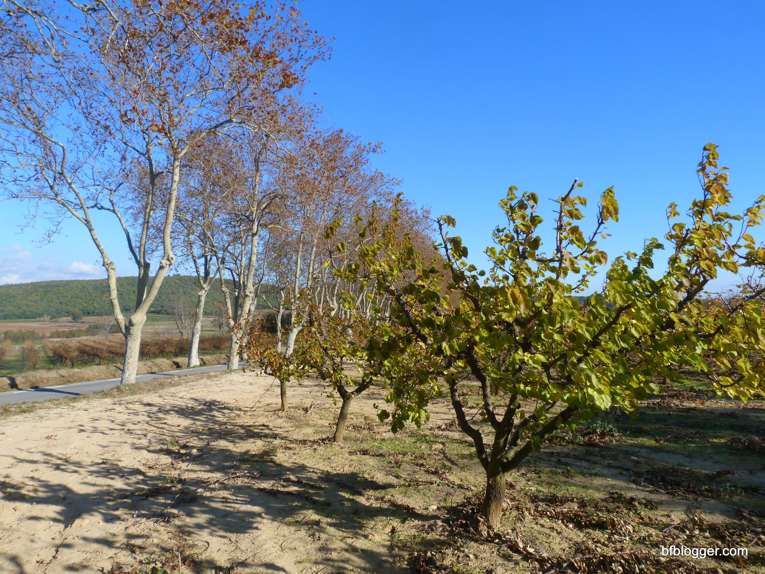 Plane trees