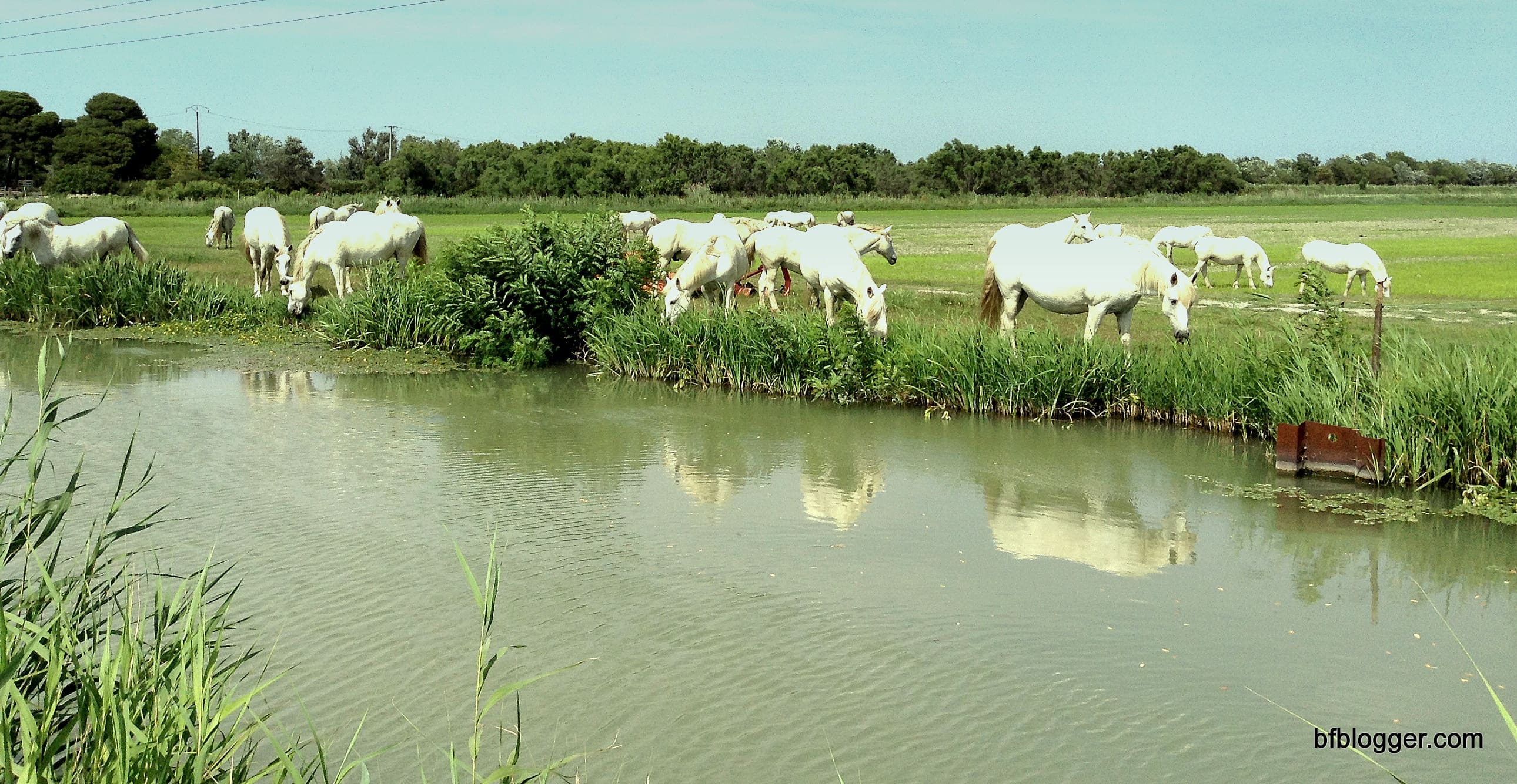 Camargue region Camargue region
