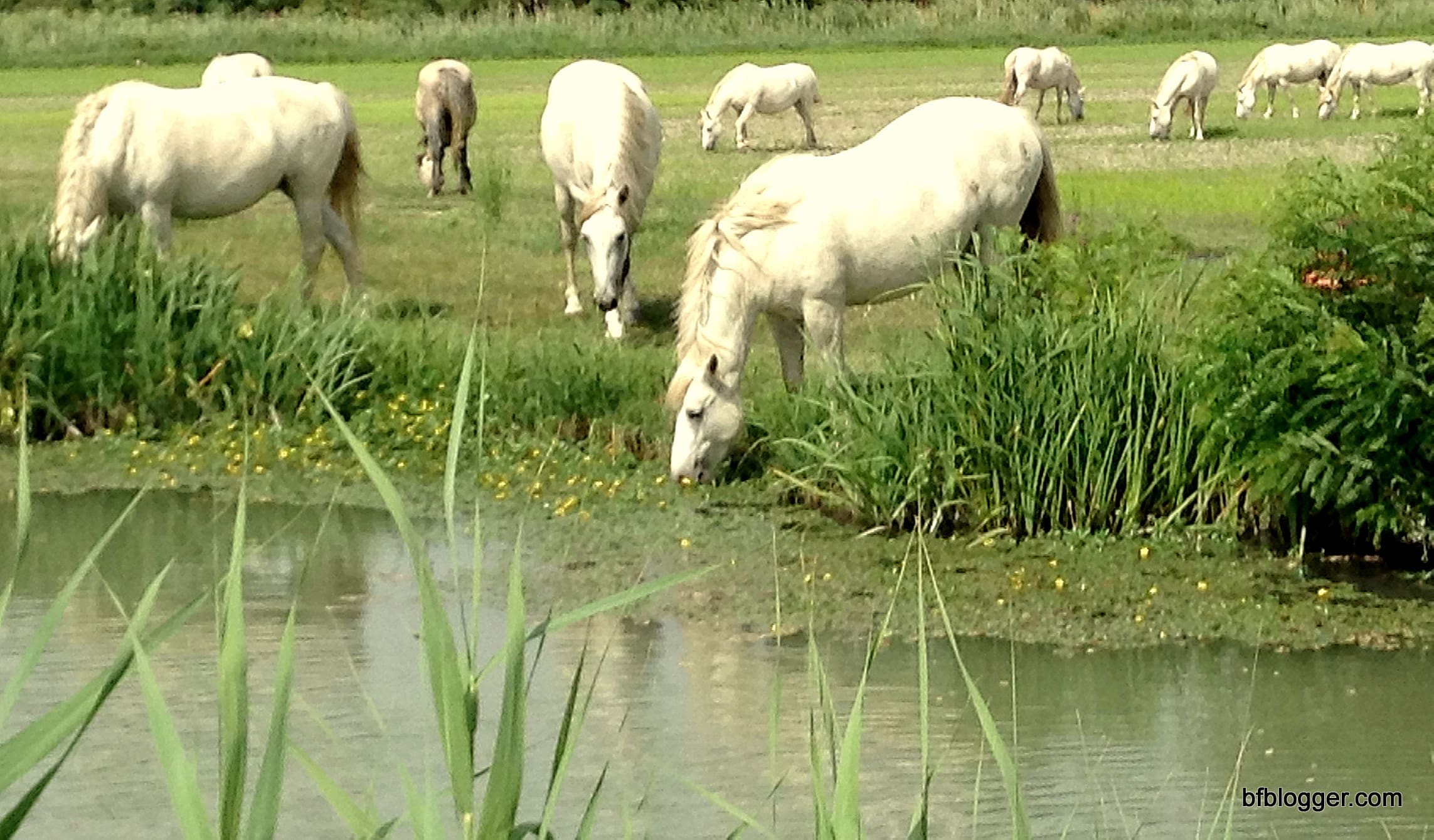 Camargue region Camargue region