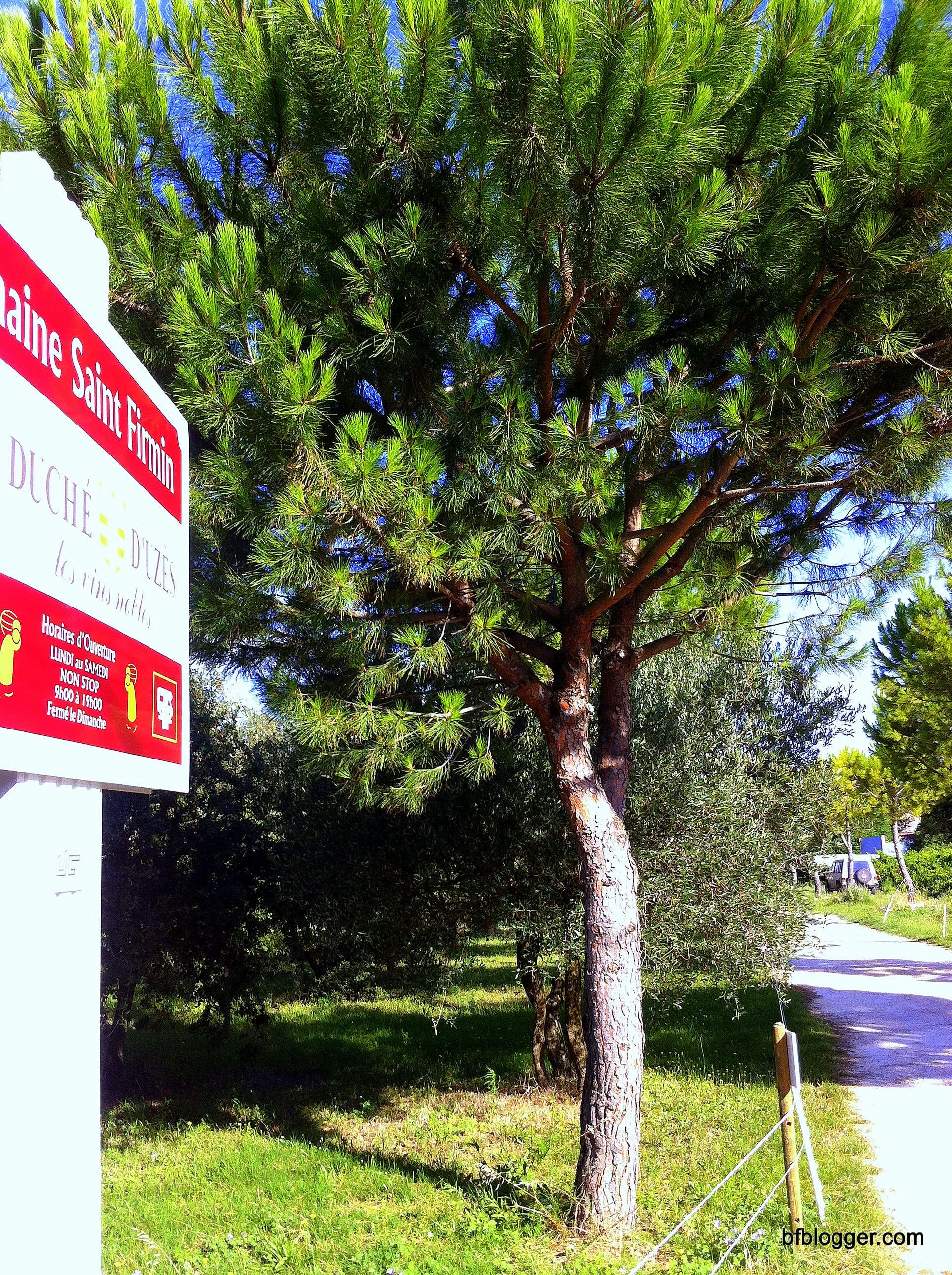 Domain Saint Firmin in Uzes
