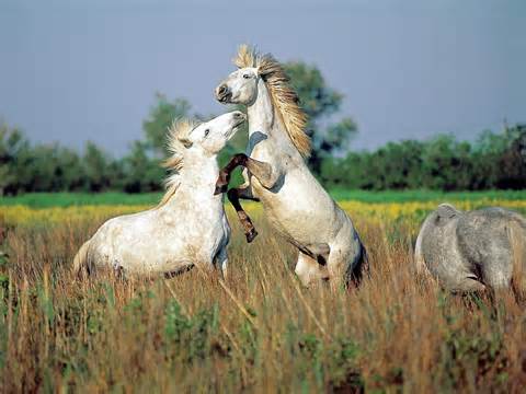 Camargue region Camargue region