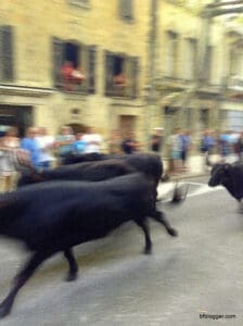 Bulls in Uzes