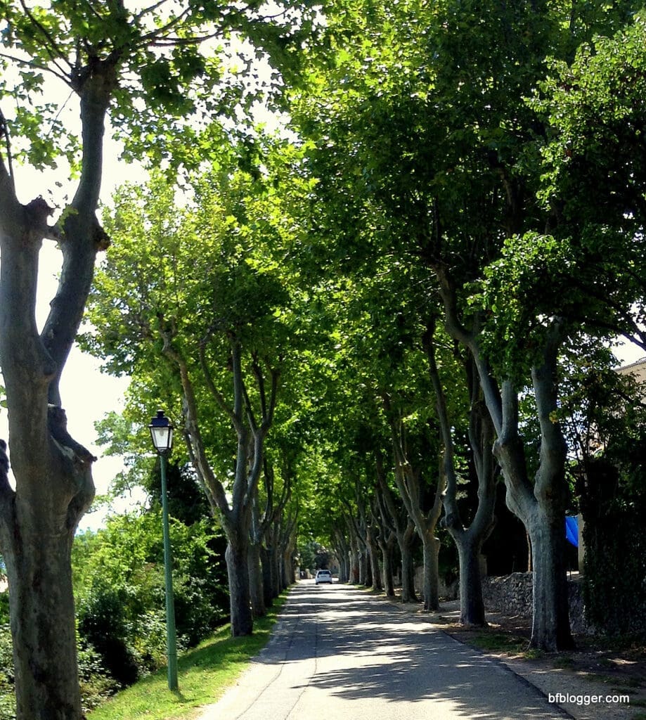 Lanes lined with plane trees in Barroux