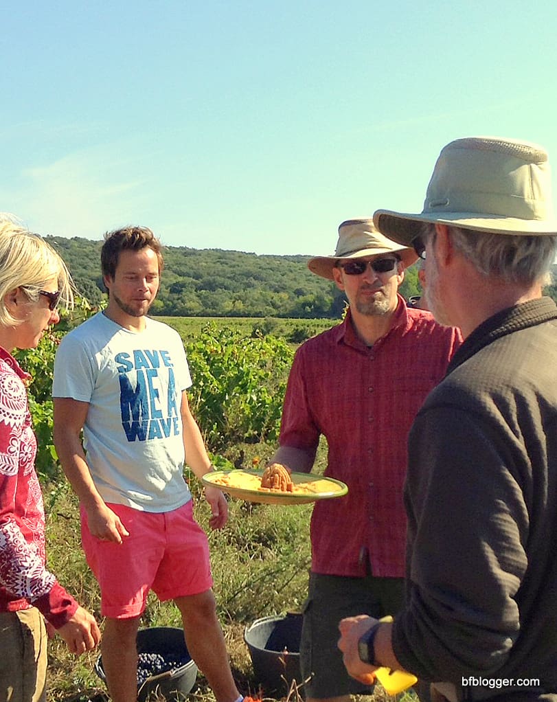 Vendange at Castillon-du-Gard