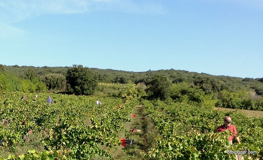 Vendange at Castillon-du-Gard