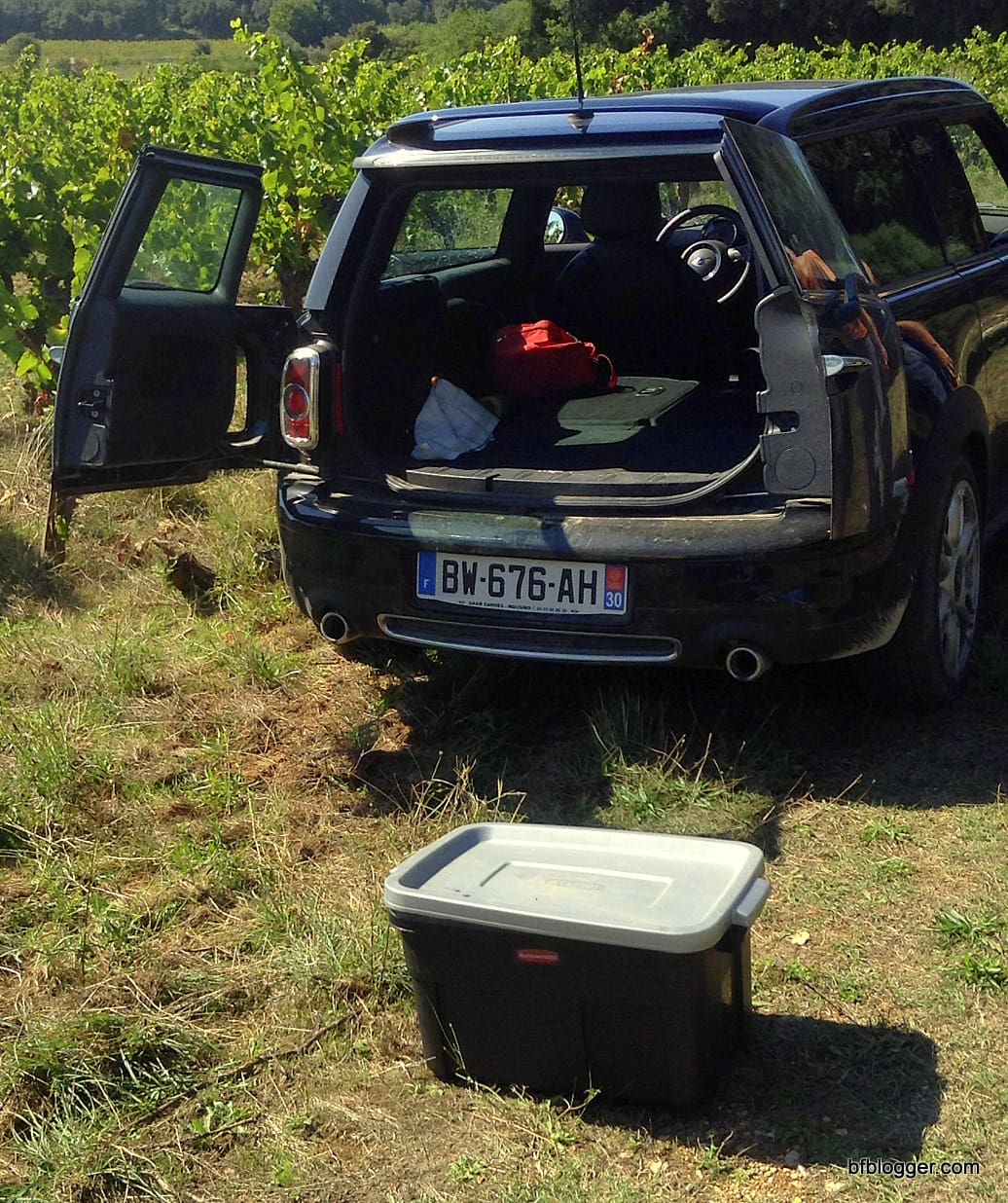 Vendange at Castillon-du-Gard