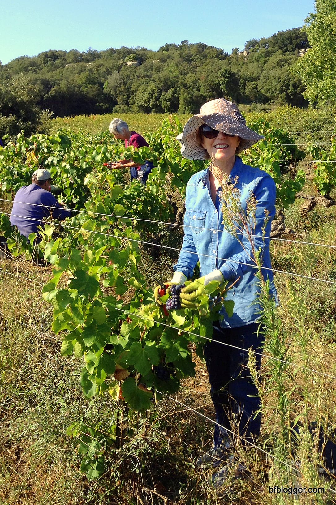Vendange at Castillon-du-Gard