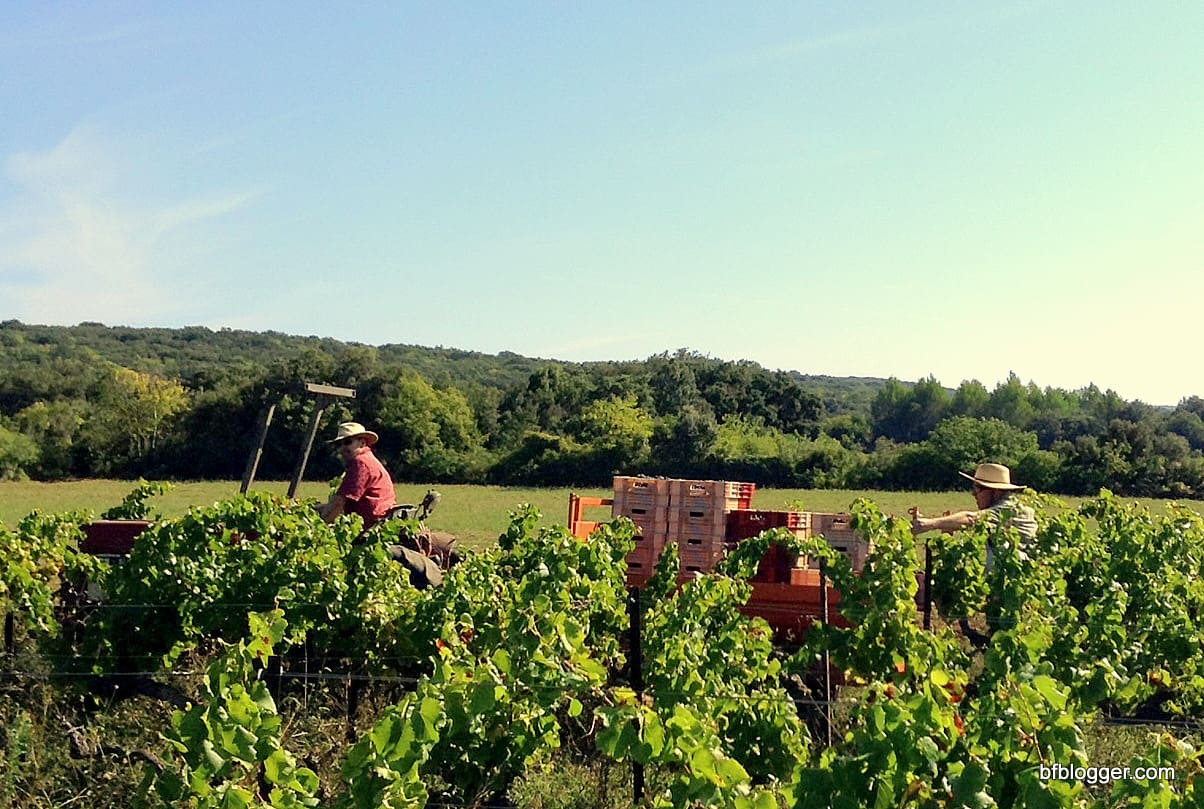 Vendange at Castillon-du-Gard