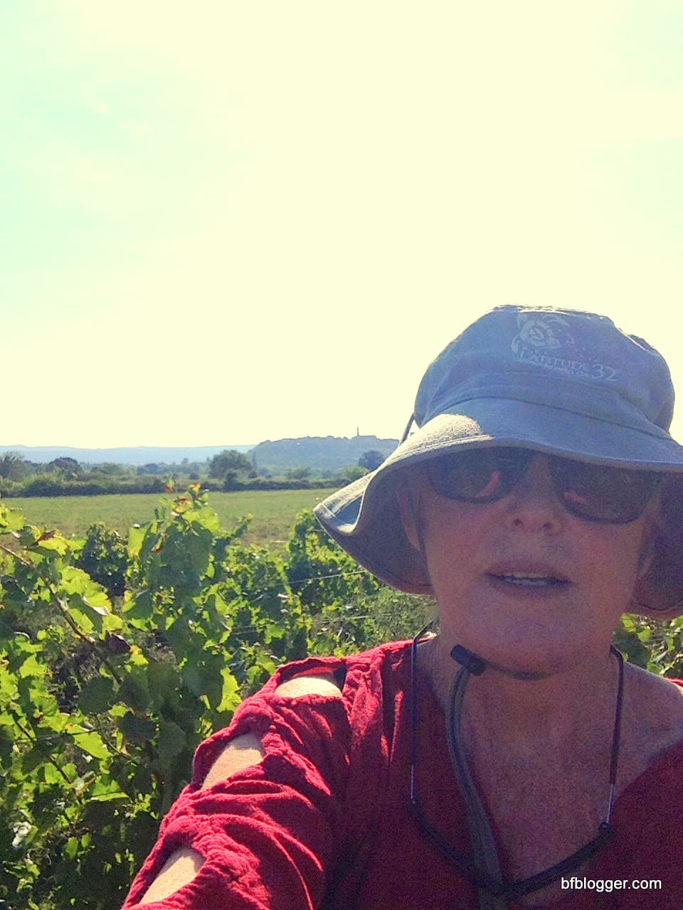 Vendange in Castillion-du-Gard