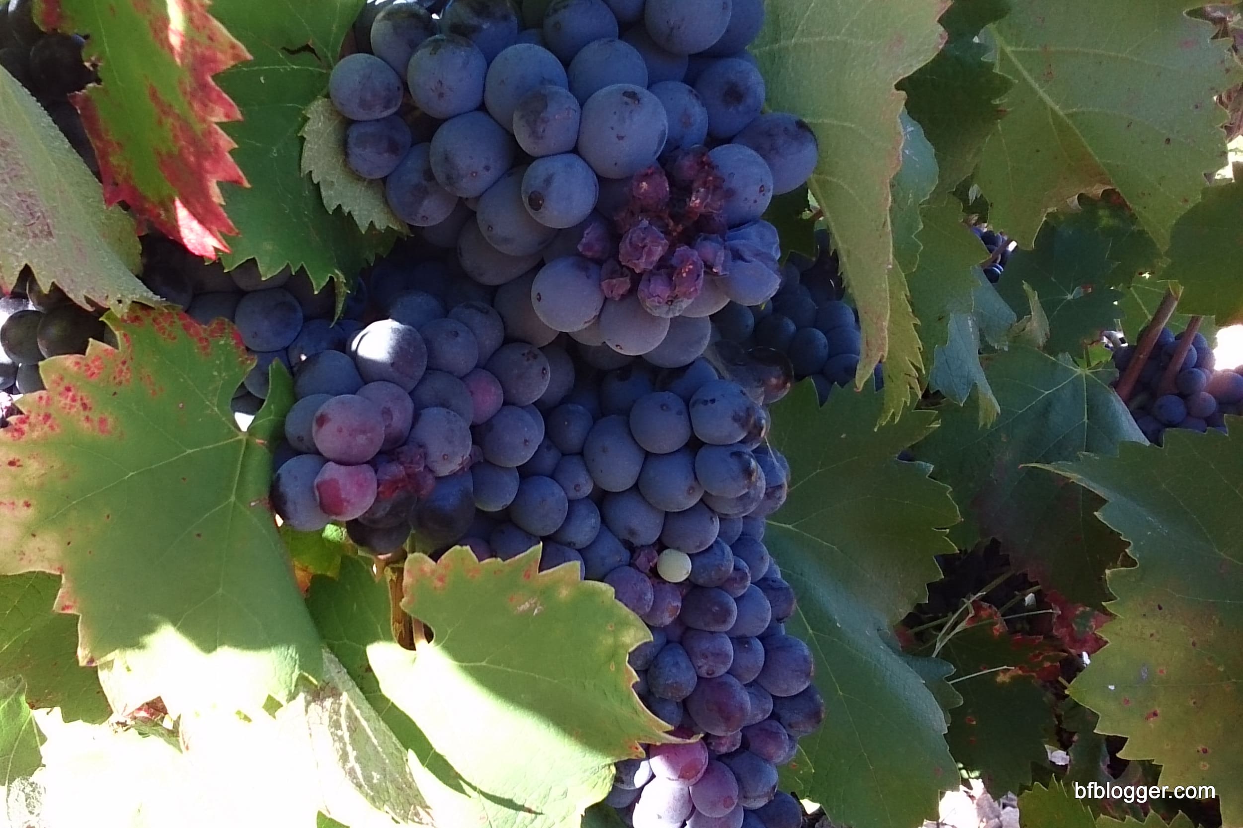 Vendange 