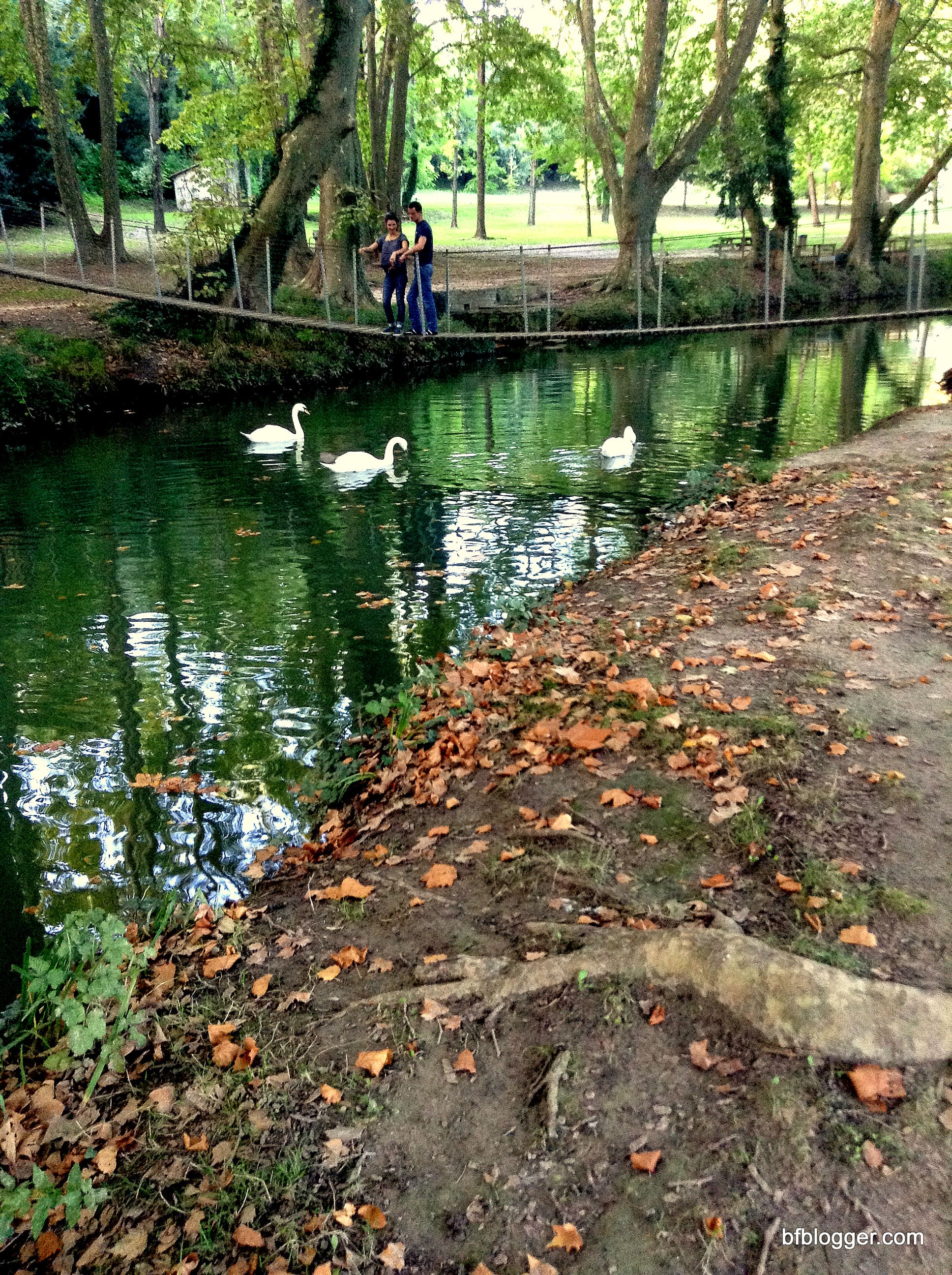 Swan at Valle d'Eur Uzes France