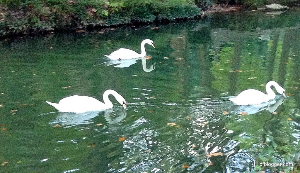 Swan at Valle d'Eur Uzes France