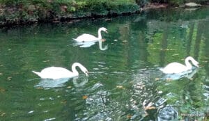 Uzes visit