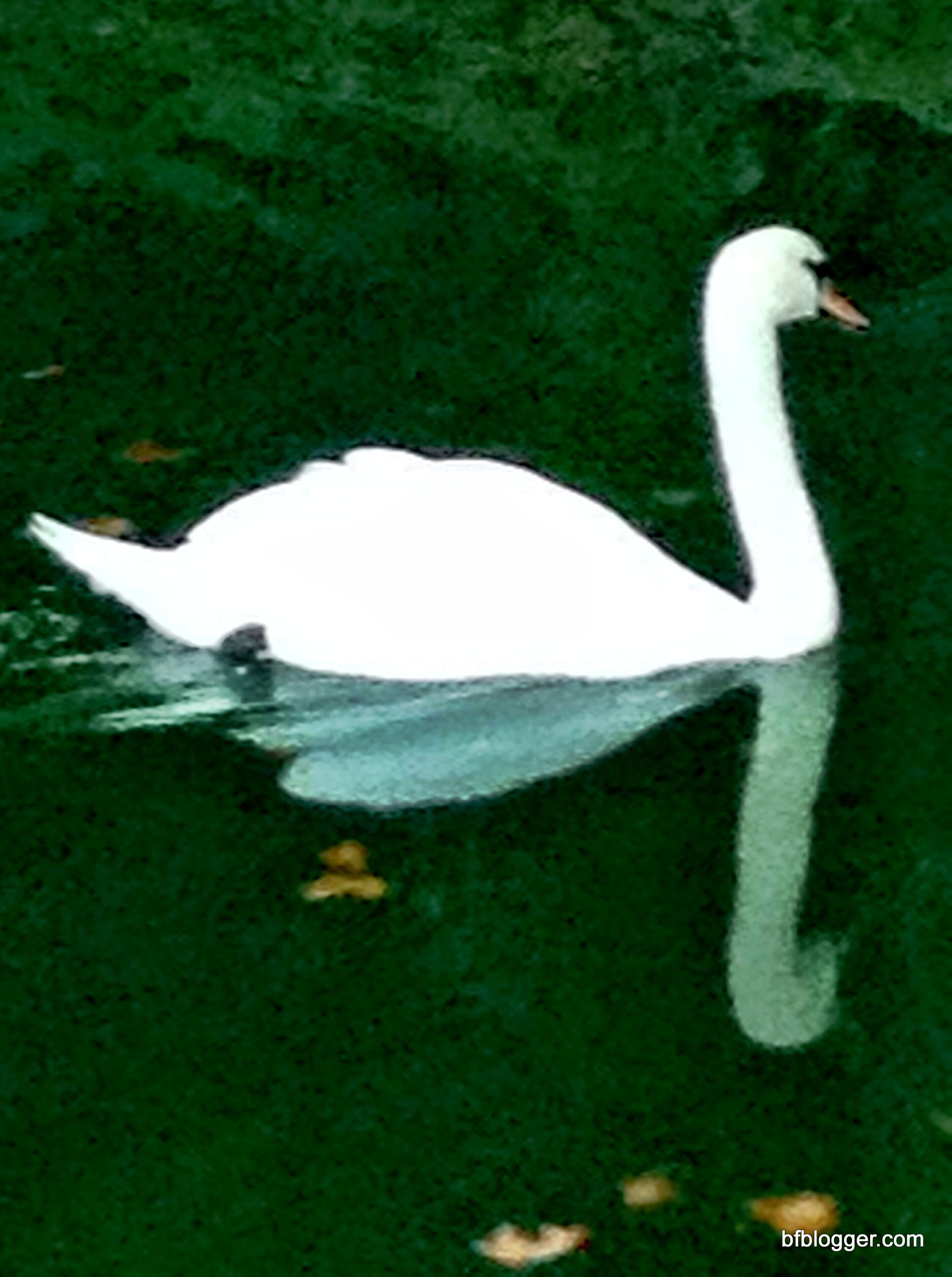 Swan at Valle d'Eur Uzes France