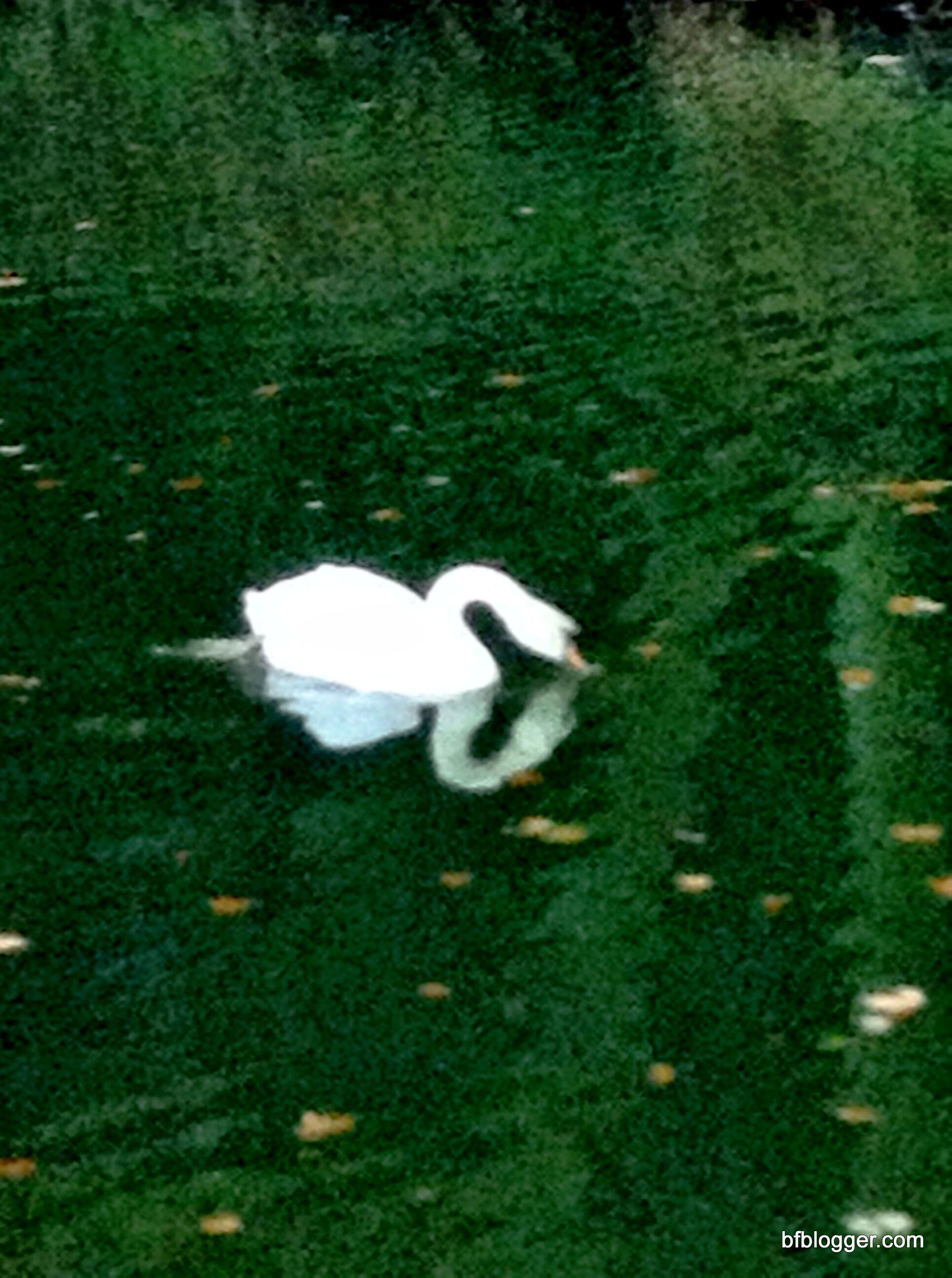 Swan at Valle d'Eur Uzes France