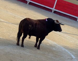 Feria crowd in NImes