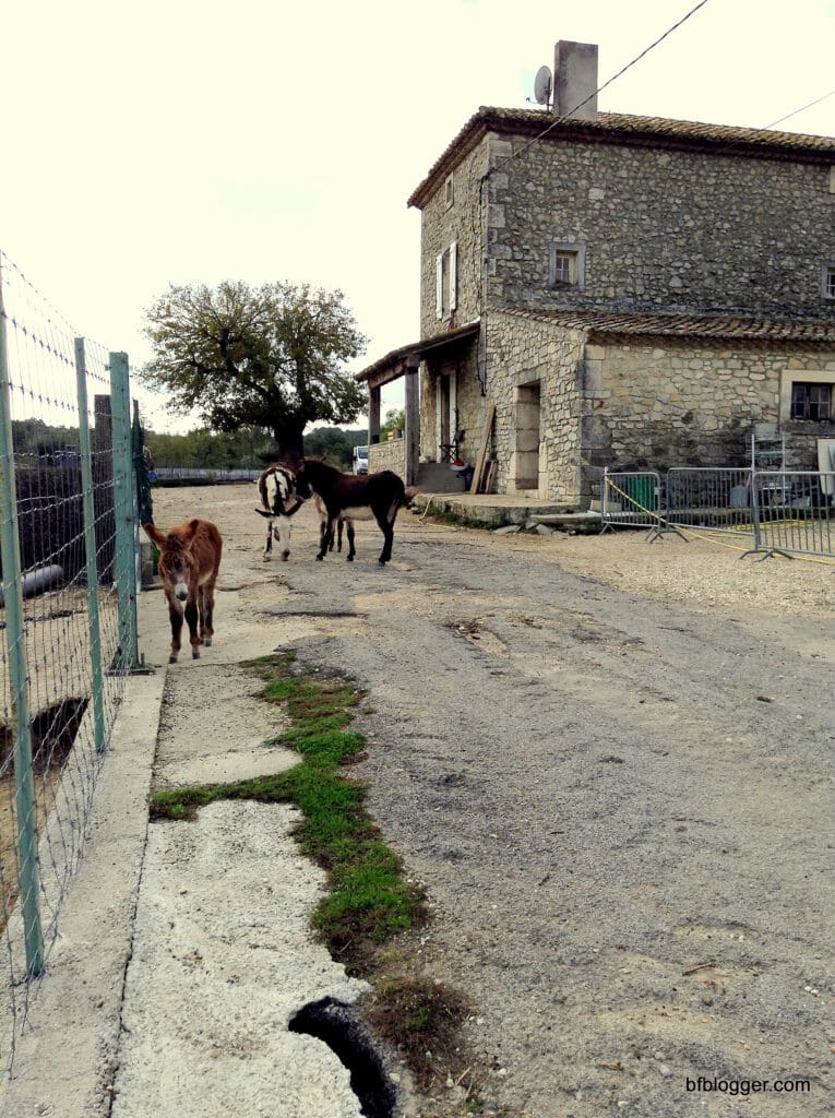 French Farmer