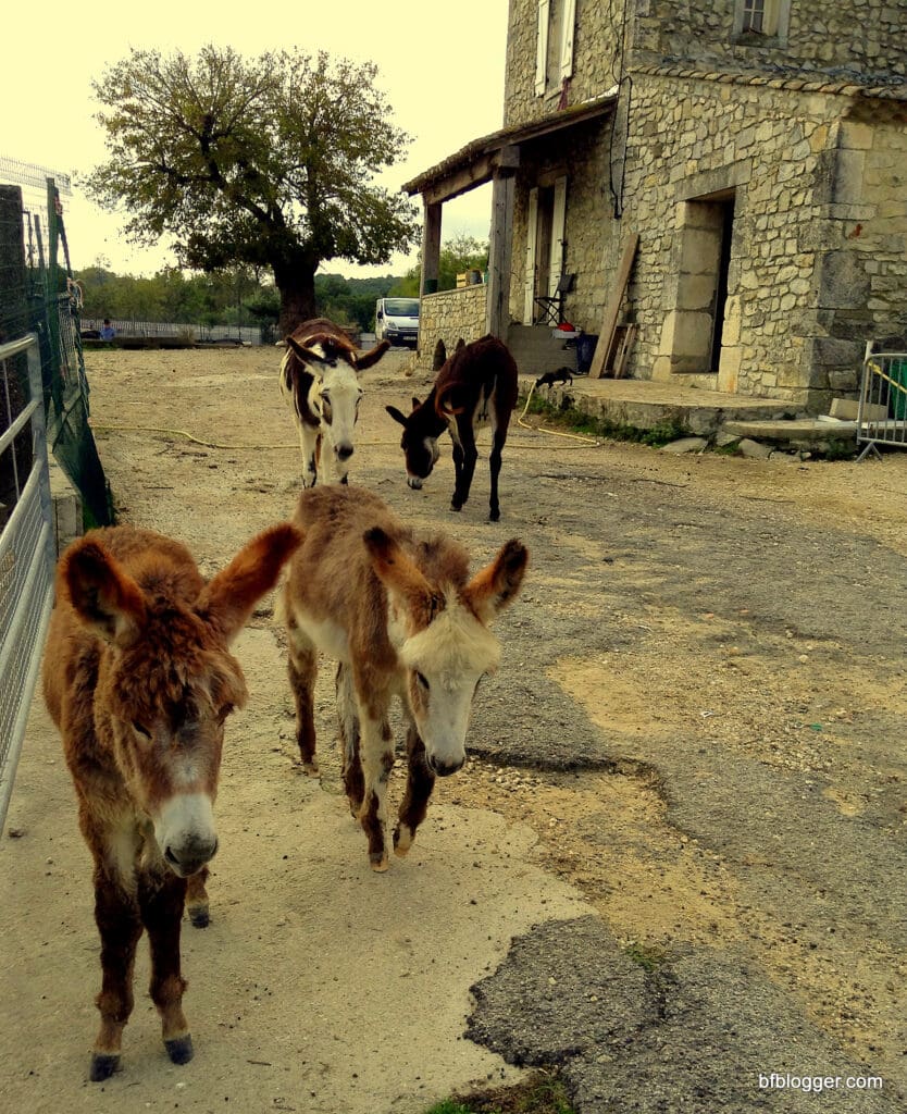 French Farmer