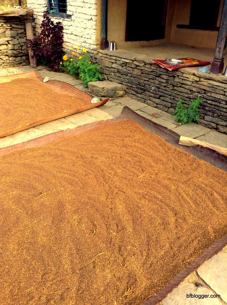 Millet drying 