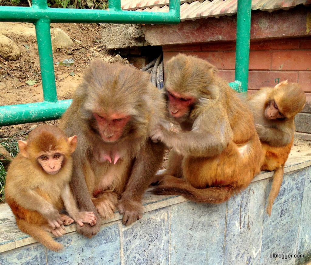 Monkeys at Swayambhunath, Kathmandu