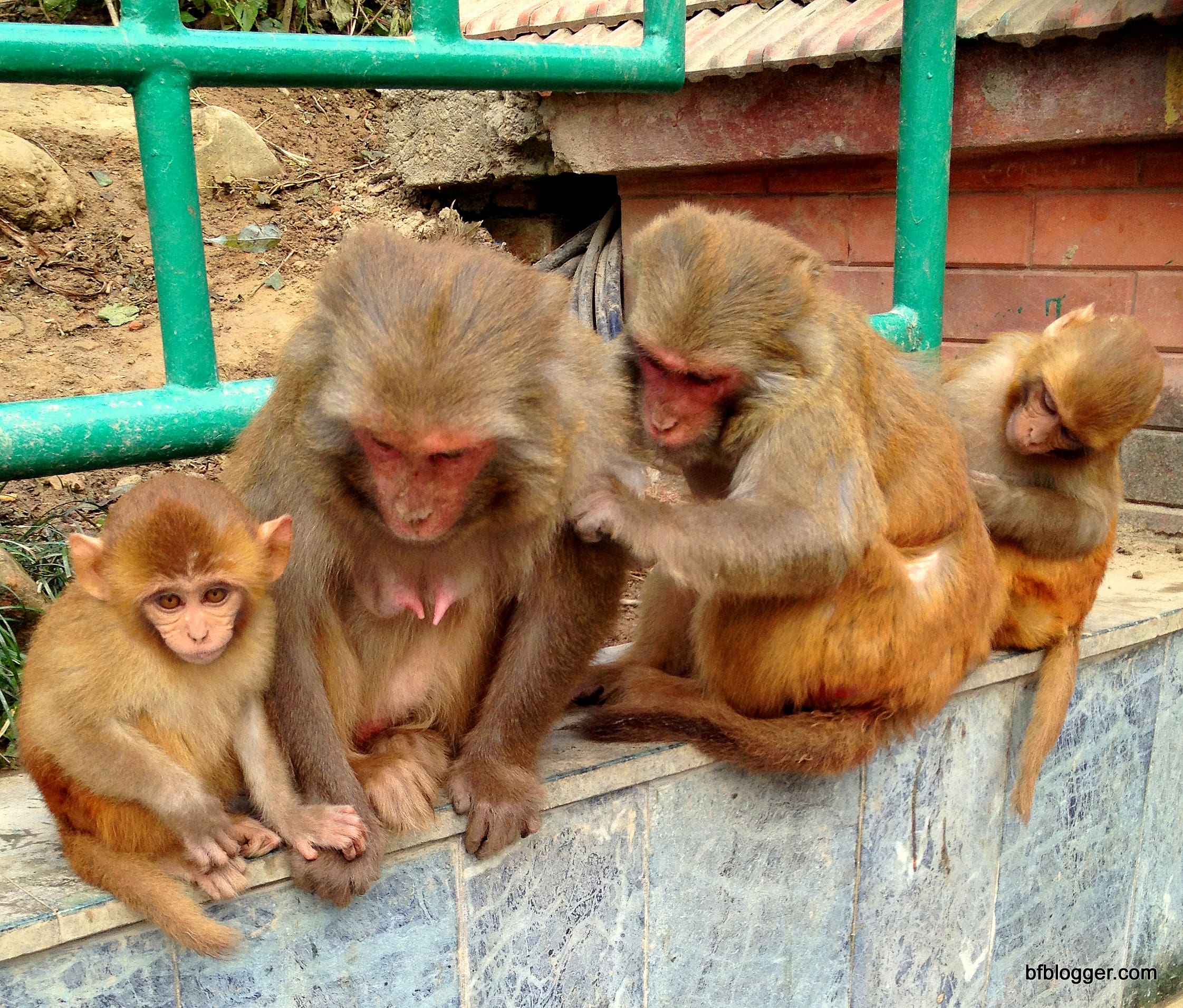 Monkeys at Swayambhunath, Kathmandu