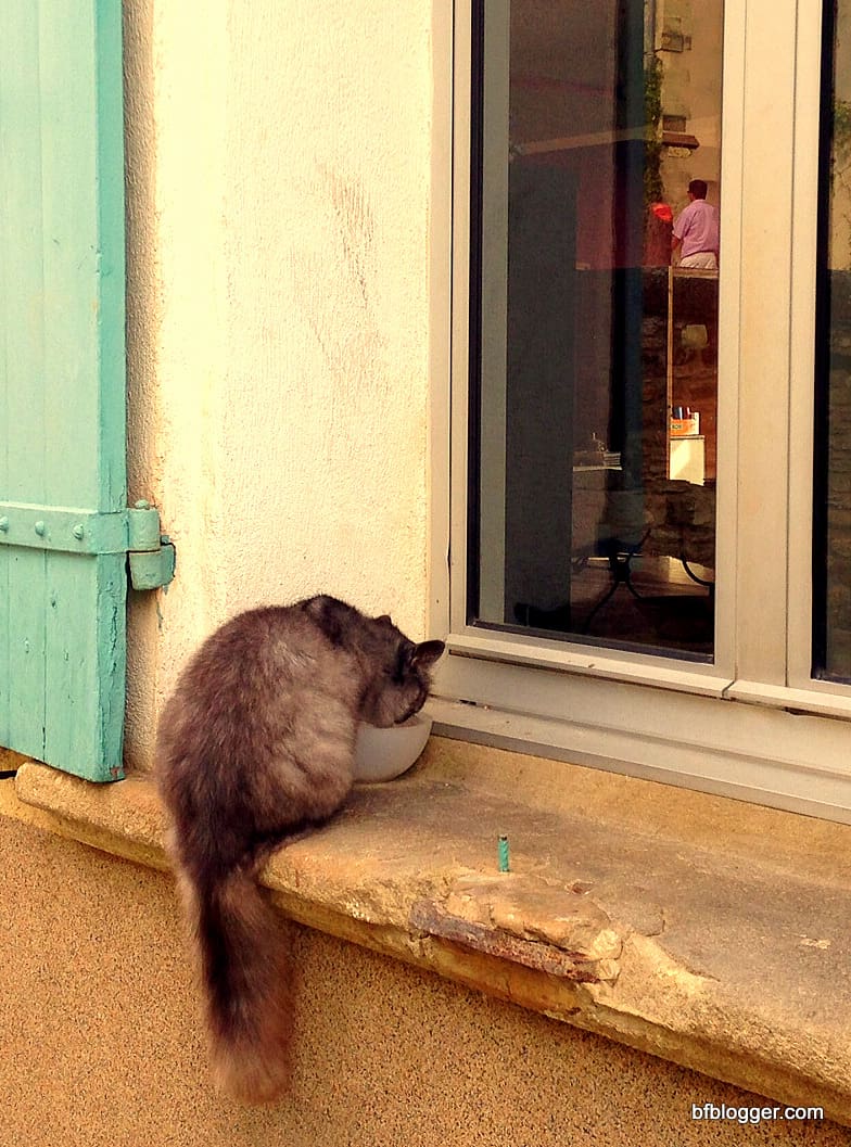 Cats on windowsills 