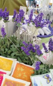 lavender fields