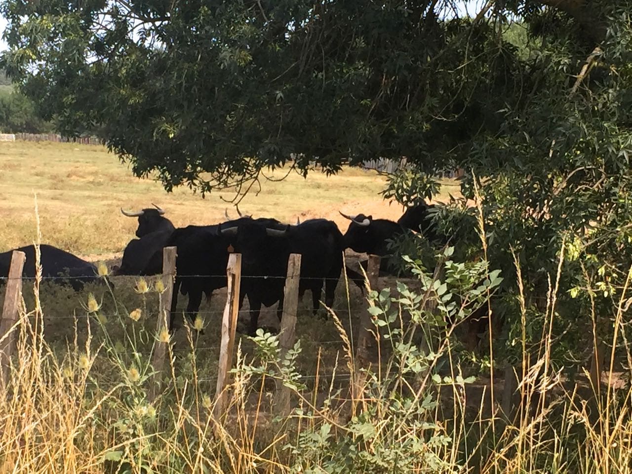 visiting the camargue
