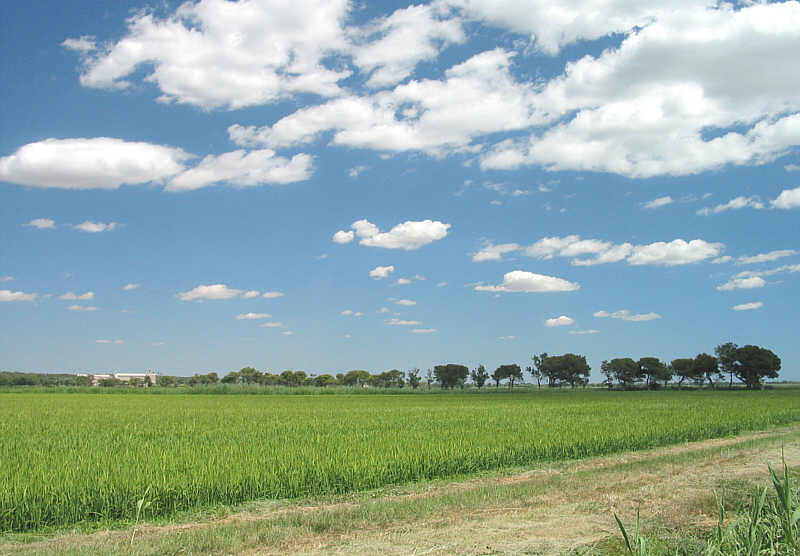 visiting the camargue