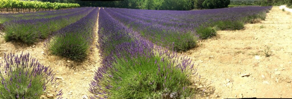 lavender fields