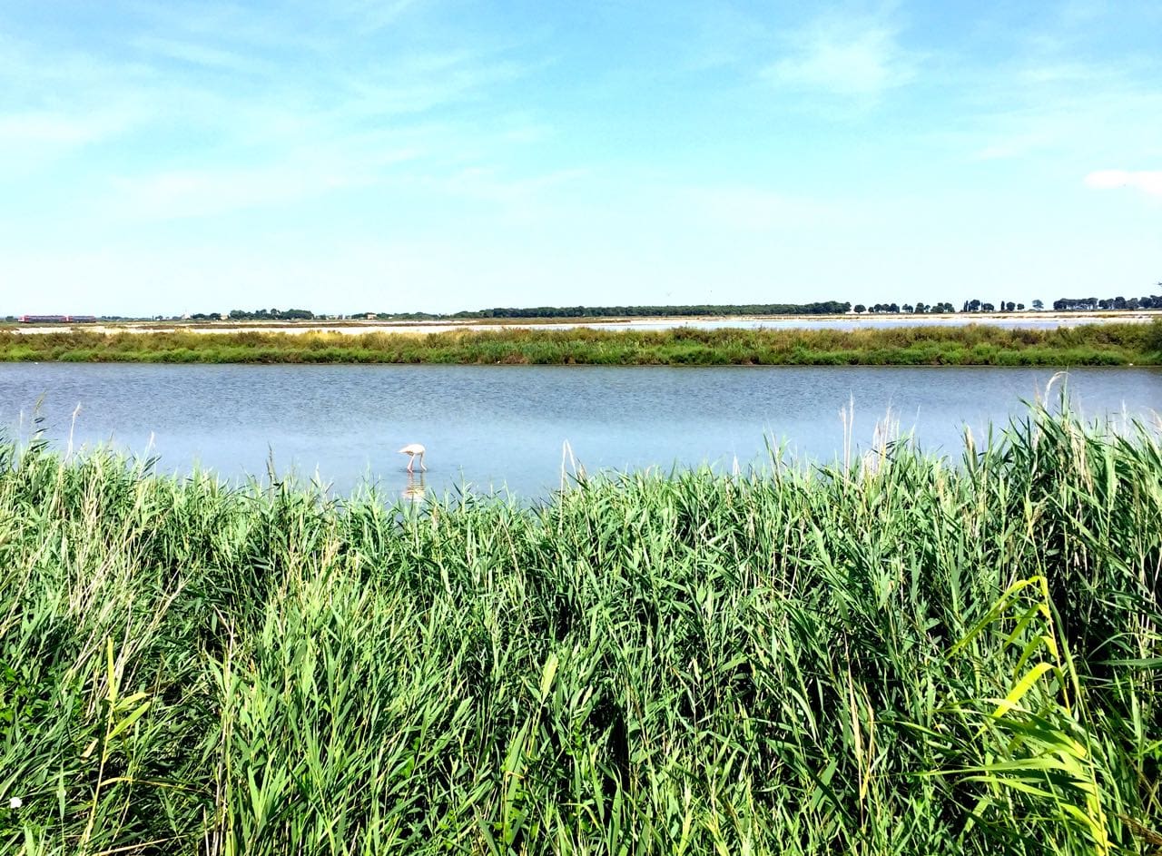 visiting the camargue