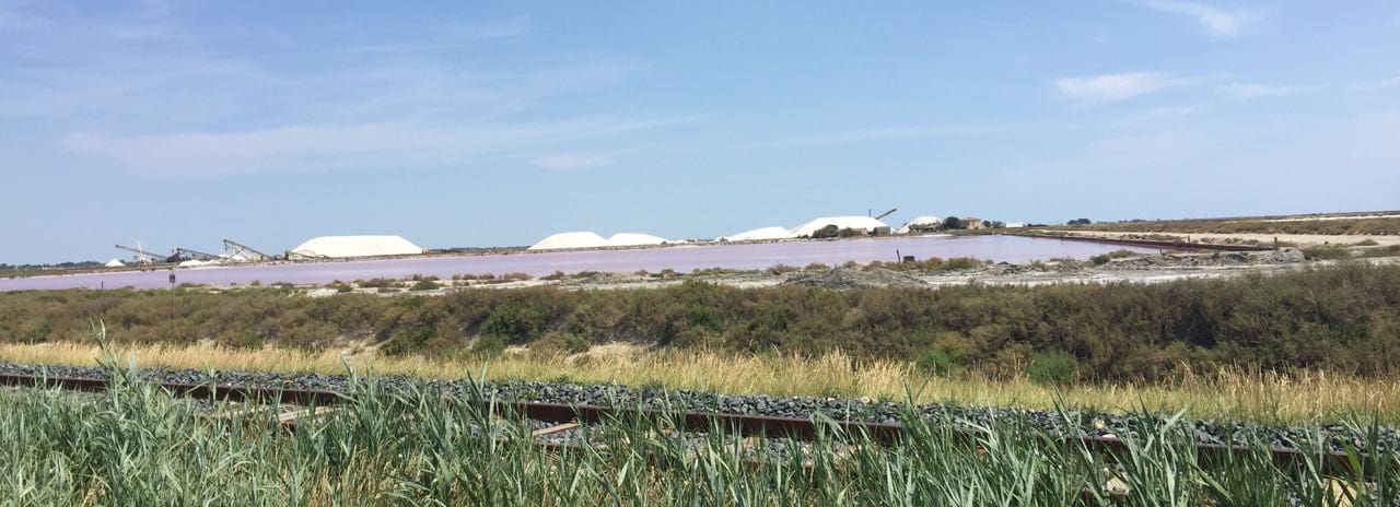 visiting the camargue
