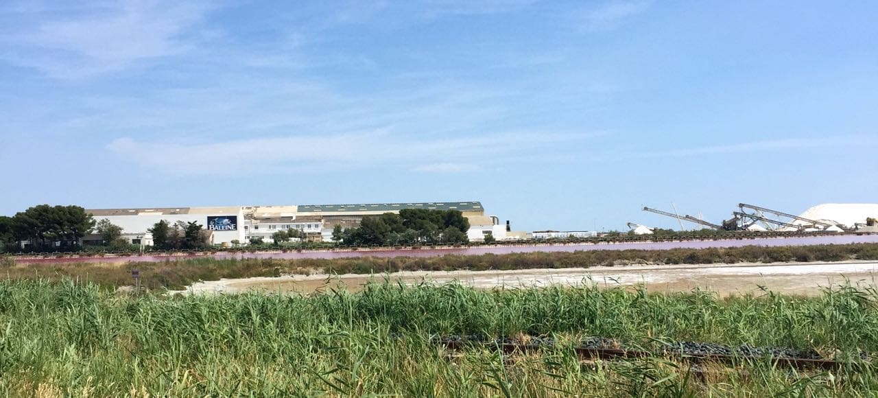 visiting the camargue