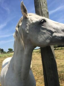 visiting the camargue