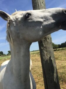 visiting the camargue