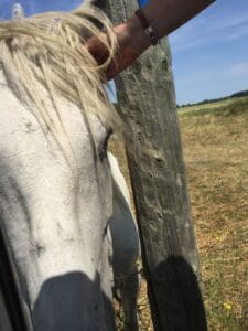 visiting the camargue