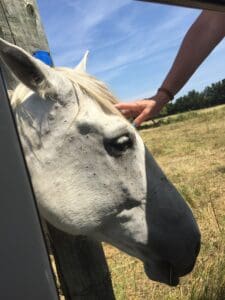 visiting the camargue