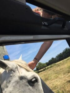 visiting the camargue