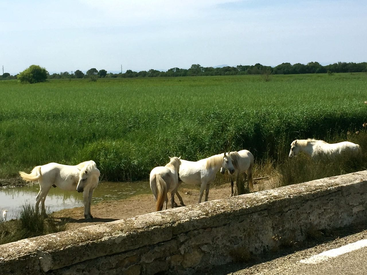 visiting the camargue