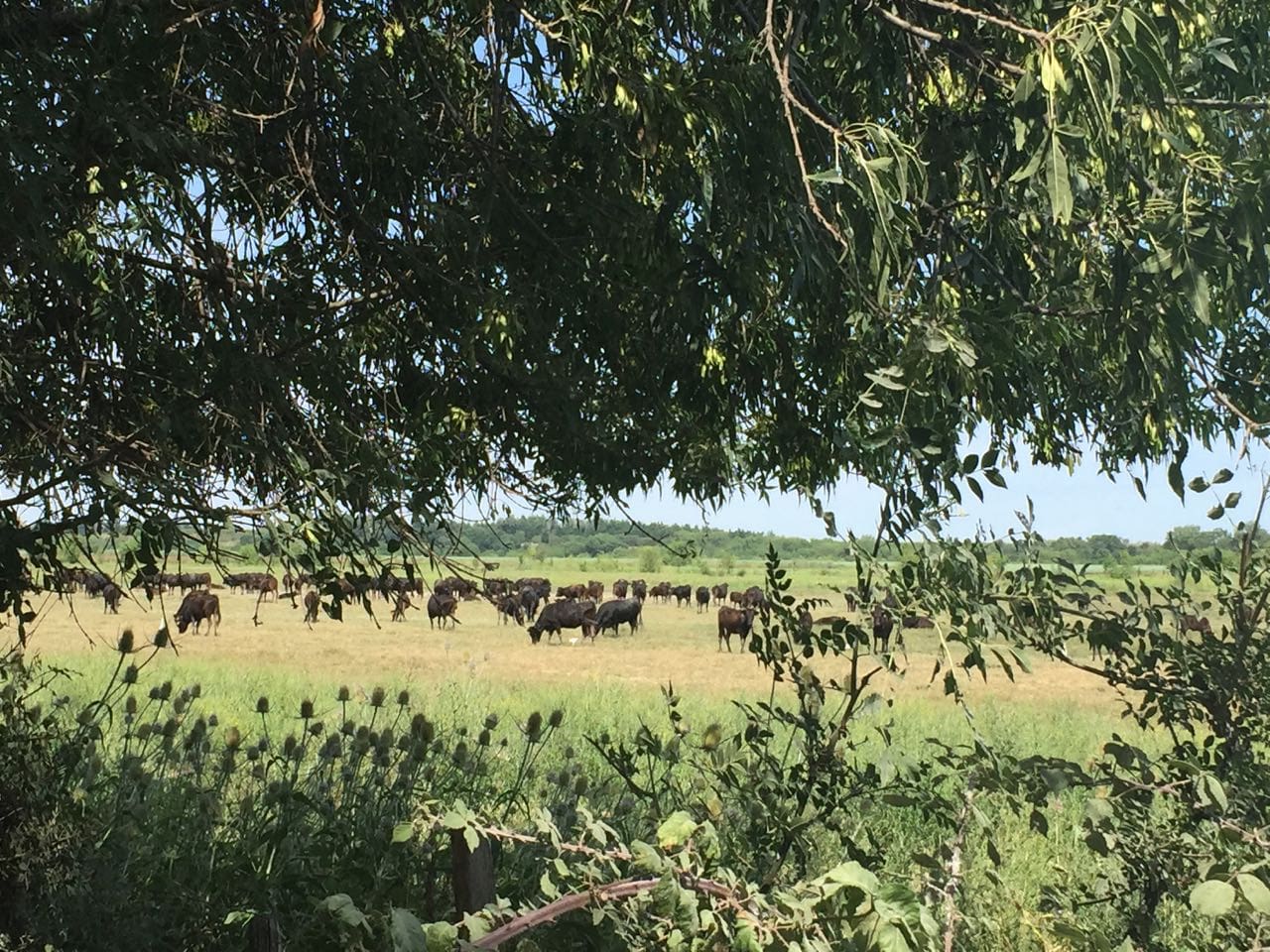 visiting the camargue