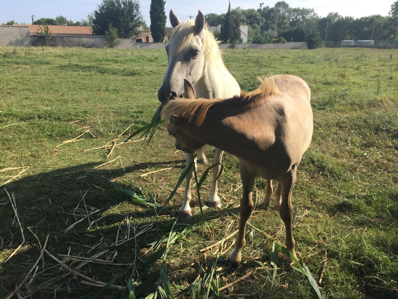 visiting the camargue