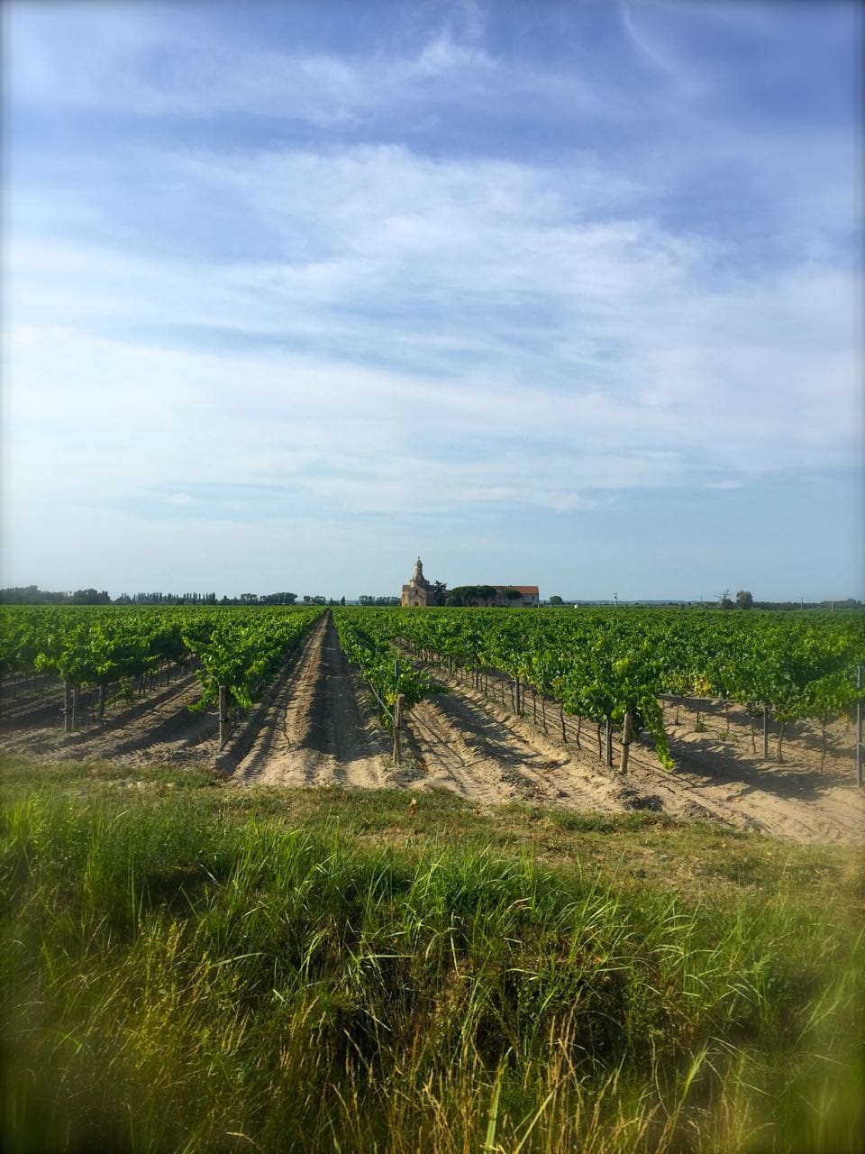 visiting the camargue