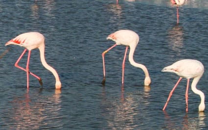 explore-wild-camargue-4x4--74985-4_w500