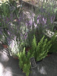An Unforgettable Day in Uzès