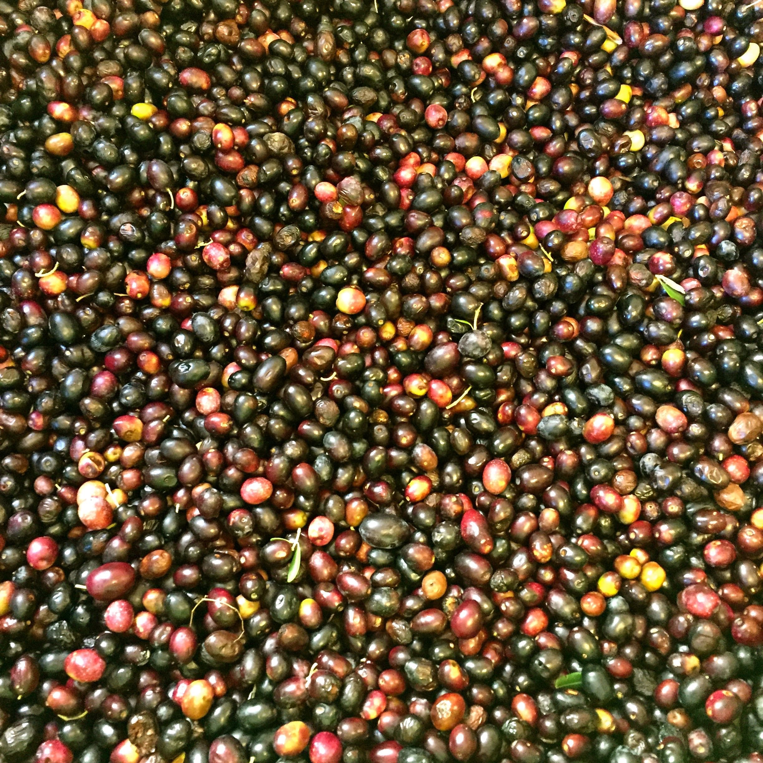 olives everywhere
