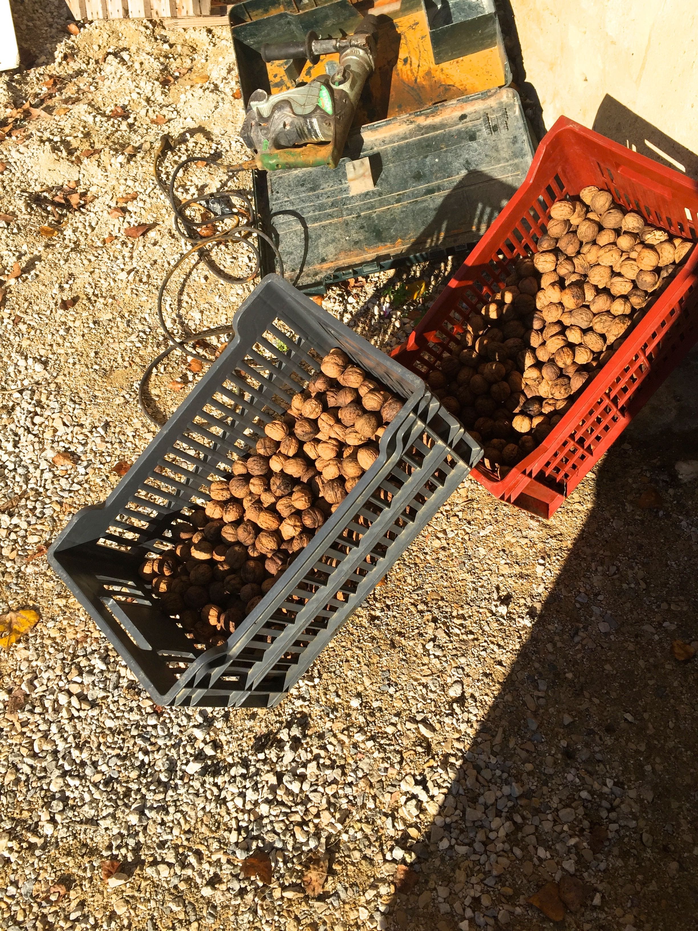 Walnuts 